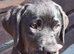 Rottweiler/lab girl well trained.