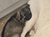 Lunas beautiful first litter