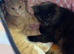 2 male Russian black kittens