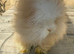 Pure bred Angora