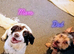 Cocker spaniel X terrier mix puppies