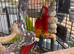 Macau parrot for sale