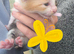 Kittens for adoption