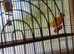 Beautiful young canaries