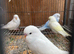 Baby budgies for sale