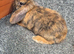 Mini Lops