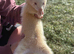 Half micro albino hob ferret for sale