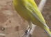 Canary for sale