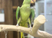 Alexenderian parrot