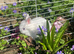 Bunnies ready for new home,Purebred Netherland Dwarf