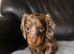 Miniature dachshunds kc reg