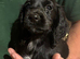 READY NOW BLACK BITCHKC Registered Cocker Spaniel Cocker Spaniel