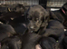 Labrador puppies