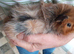 Pair of bonded boars