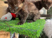MALE AND FEMALE KITTENS TO RESERVE