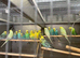 Budgies looking for new homes