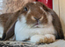 Young Beautiful French lop giant