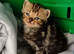 Ragdoll x Persian kittens ready for reservation!