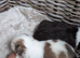 F1 maultipoo puppies