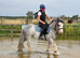 13.3 AllRounder Cob Mare