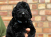 F1 Labradoodles