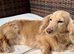KC Registered Longhair Dachshunds For Stud
