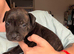Last male pup remaining