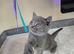 Scottish fold for sale