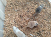 Mixed gerbil available