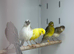 Canaries