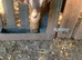 2 goats for sale