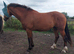 3 year old registered irish draught mare.