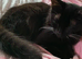 3 x kittens