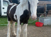 Rupert 4 month old colt