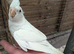 albino cockateil
