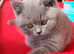 2 GIRLS SISTERS READY - GCCF British Shorthair Blue Kittens