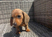 Miniature Dachshunds for sale
