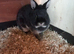 2 netherland dwarfs
