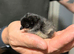 Serama chicks - chance of frizzle / silkied