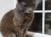 2 &times; British Longhair Adult Cats