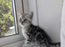 Classic British Shorthair silver Tabby