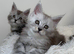 Stunning Maine Coons ( poly) Tica registered