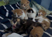 Adorable Beautiful Ginger Kittens Looking for Loving Homes