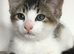 8 week kittens ready for a forever home.