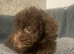 3 female cavapoos