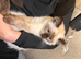 Ragdoll Kitten, Ready for a new home
