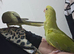 Beautiful hand reared ringneck boys