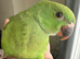 Baby handreared indian ringneck parrot