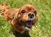 STUNNING KC HEALTH TESTED CAVALIER