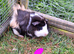 Female and male guinea pigs for sale